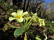 25 Primule gialle (Primula vulgaris) con castagni sullo sfondo